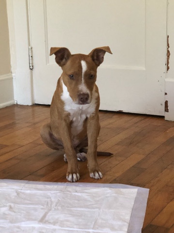 American Pit Bull Terrier – free female puppy!