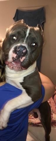 American bully for sale