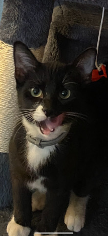 Rehoming Oreo
