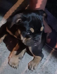 Olde English Bulldogge – doc looking for a new home