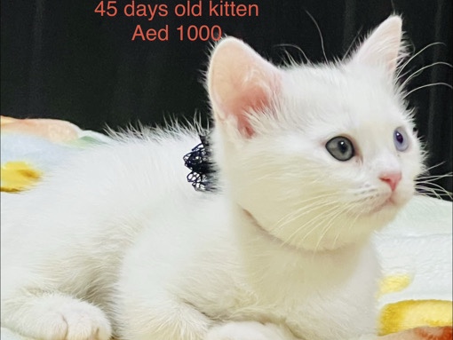 Adorable kittens for rehome 