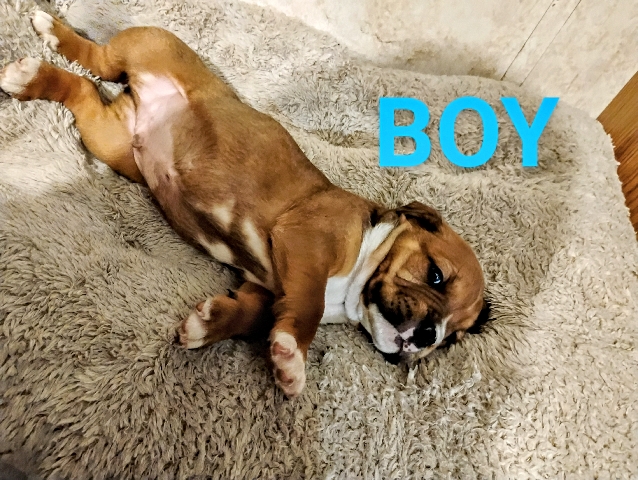 American Bulldog – Male Bulldog Puppy – Citronelle