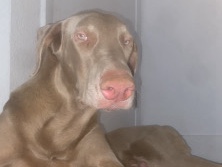 Doberman Pinscher – albino Doberman pinscher – Phoenix