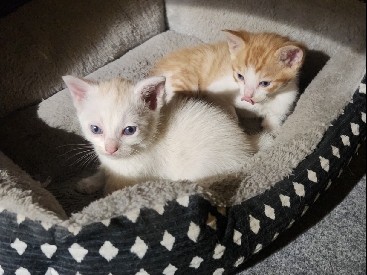 Free kitten – Glendale