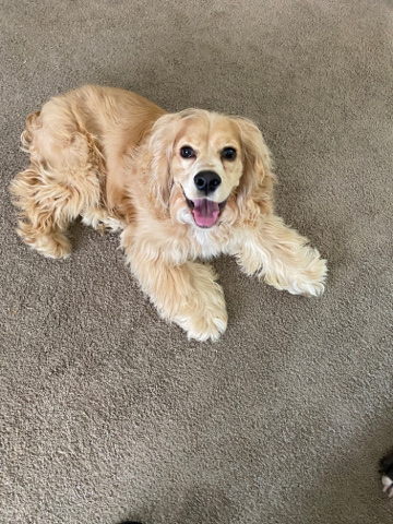 American Cocker Spaniel – 7 month old Cocker Spaniel
