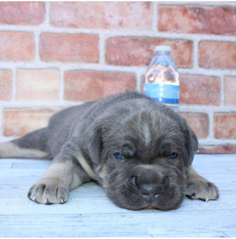 Cane Corso – Cane Corso Blue