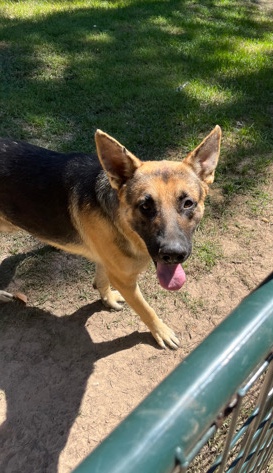 German Shepherd – rehome