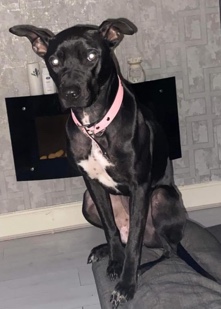 Staffordshire Bull Terrier – Luna