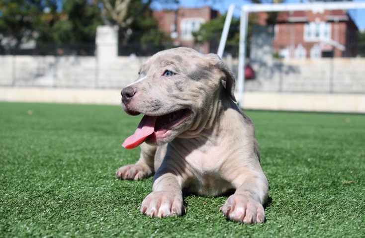 American Bulldog – Beautiful/Strong/Structurally Sound American Bully for sale