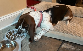 8 Month Old Basset Hound 