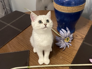 Scottish Fold - purebred Scottish straight kitten female available for adoption in Toronto