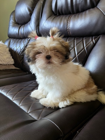 2 months old Cookie