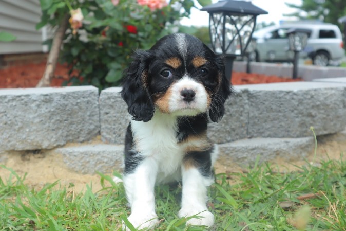 Cavalier King Charles Spaniel – cavalier pups for sale in VA ***