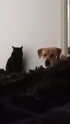 cats