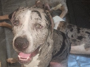 American Pit Bull Terrier – $200 Daniel-son Merle XL Bully – Snellville