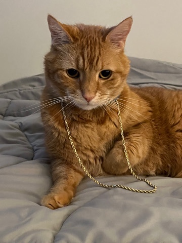13yr old cat in need of rehome immediately