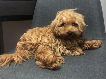 Poodle - Poodle puppy available for adoption in Sydney