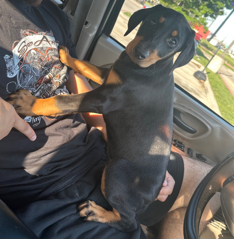 Doberman Pinscher – doberman Pinscher