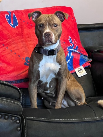 American Pit Bull Terrier – Nala needs a new home