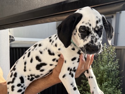 Dalmatian – purebred Dalmatian girl 🩵 Female Puppy Aqua – Avondale Heights