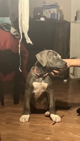 American Pit Bull Terrier – full bread red/blue nose pit bull