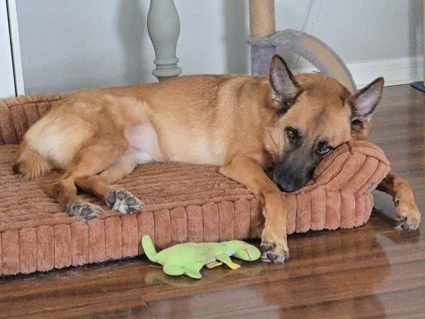 German Shepherd – Friendly 6-Year-Old German Shepherd for Adoption in Land O Lakes – Land O' Lakes