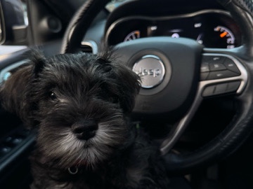 Miniature Schnauzer – Miniature schnauzer – Little Ferry