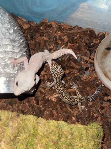 6 leopard geckos