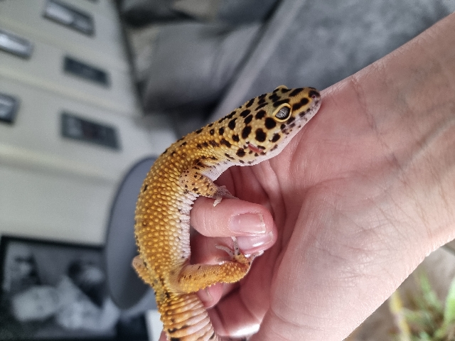 Any – leopard gheko