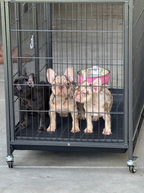 French Bulldog – Female Frenchies