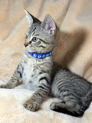 Sphynx – 11 weeks old kitten available