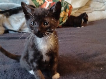 Russian White, Black and Tabby – 2boys and 2girls – Portsmouth