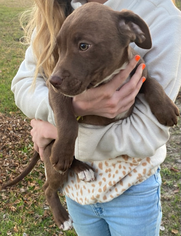red/blue Pitt male