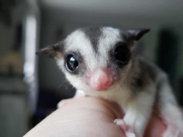 Sugar Glider – Friendly pair of 6 month old sugar gliders