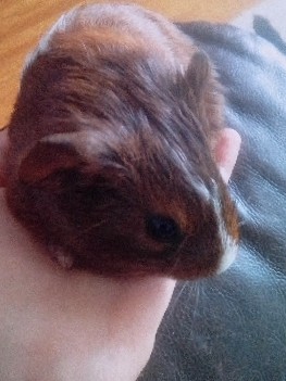 Any – Baby Guinea pig is looking for a great home!