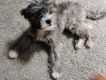 Mixed Breed – Looking For A Lovely Home For Spice – New York