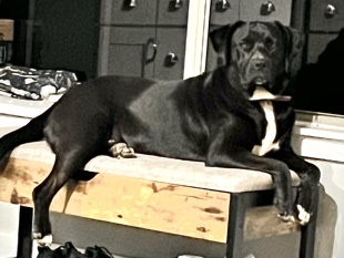 Cane Corso – Rehoming our Cane Corso mix – Oklahoma City
