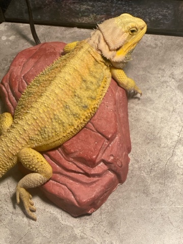 Any – Female Bearded Dragon (3yrs old) tank included