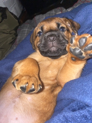 Cane Corso – cane corso