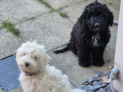 Cockapoo – sad to see them go – Doncaster