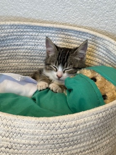 Baby Kitten (mango)