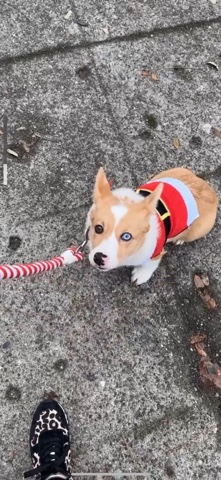 Pembroke Welsh Corgi – Pembroke Welsh Corgi