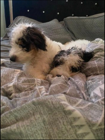 Mini Bernedoodle - Male