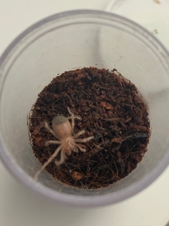 Brachypelma hamorii - Mexican Redknee