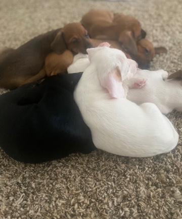 Dachshund – what is life without a dachshund