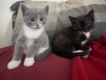 2 kittens – Baltimore