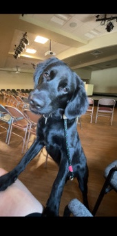 Labrador Retriever – Foster Buddy