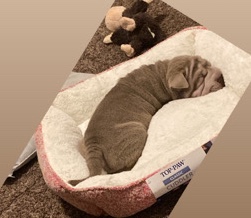 Mini Shar pei no less than $950