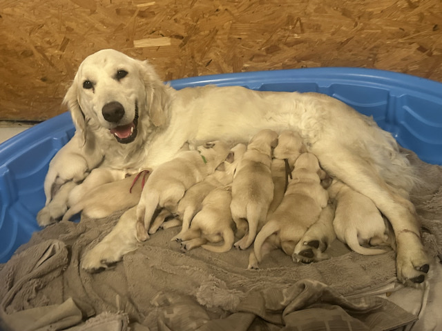 Golden Retriever – Golden Retriever – Mesa