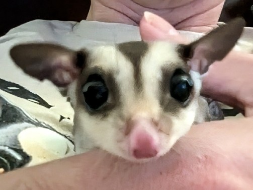 Sugar Glider – Sugar glider joey